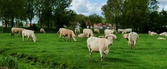 vlees-van-gijs-blonde-aguitaine-ras