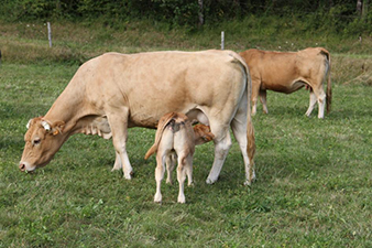 vlees-van-gijs-volwassen-koe-met-kalfje